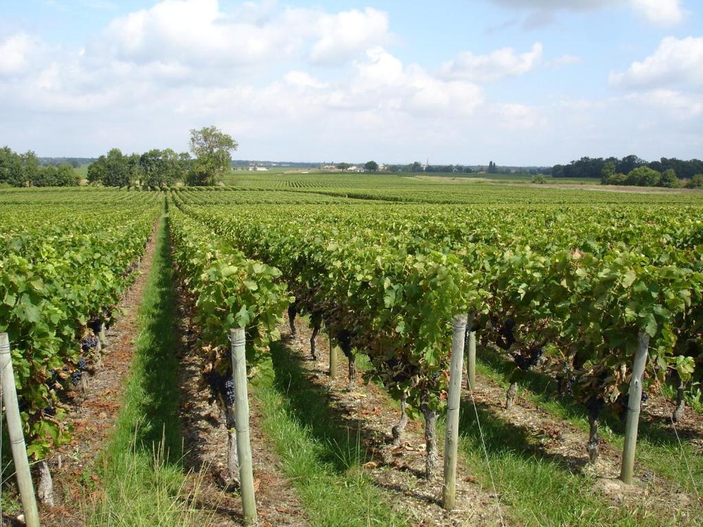 Chateau Beau Jardin 호텔 Gaillan-en-Médoc 외부 사진